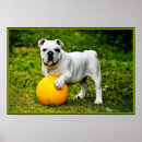 Search for english bulldog posters Animal
