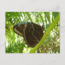 Search for morpho butterfly postcards Tropical