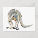 Search for rufus postcards Red kangaroo