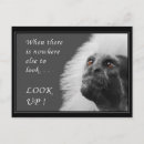 Search for tamarin postcards Wildlife