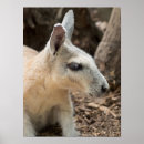 Search for wallaby posters Wildlife
