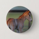 Search for horse badges Foal