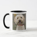 Search for massachusetts mugs Fall