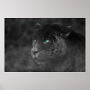 Search for black jaguars posters Predator