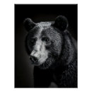 Search for black bear photography Animal