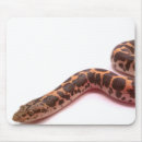 Search for boa electronics Snake