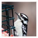 Search for feeders art Woodpecker