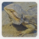 Search for fire dragon stickers Reptile