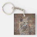 Search for bobcats key rings Big cat