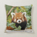 Search for red panda cushions Photography