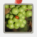 Search for lady bug christmas tree decorations Red
