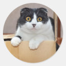 Search for tuxedo cats stickers Animal
