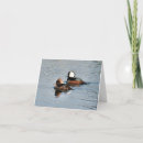 Search for merganser duck Animals