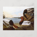 Search for audubon postcards Duck