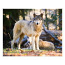 Search for timber wolf posters Predator