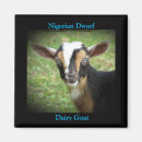 Search for herding magnets Pet