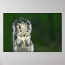 Search for squirrel posters Wild animal