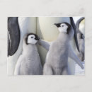 Search for cute penguin chick postcards Young bird