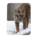 Search for sumatran magnets Animal