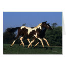 Search for yearling Paint