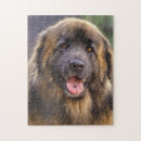 Search for st bernard puzzles Pet