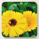 Search for calendula Blossom