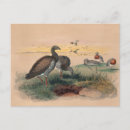 Search for wolf head postcards Nature