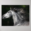 Search for dapple grey horse posters Bob langrish