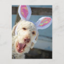 Search for standard poodles cards Cute