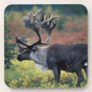 Search for environment coasters Animal