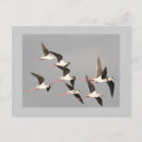 Search for stilts postcards Birds