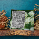 Search for wild plaques Rose