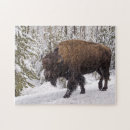 Search for bison puzzles Animal