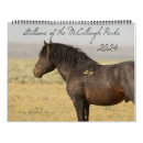 Search for peaks photography Wild horses