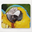 Search for parrot lover mousepads Colourful