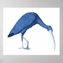 Search for vintage bird illustrations posters Blue