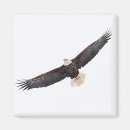 Search for bald eagles magnets Nature