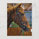 Search for horse profile postcards Horses