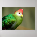 Search for crested posters Animals