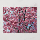 Search for pink petals postcards Nature