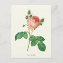 Search for vintage botanical print postcards Flowers