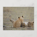 Search for lion cub postcards Horizontal