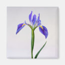 Search for spring bulbs magnets Bloom