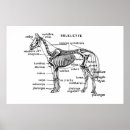 Search for horse anatomy posters Horses