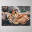 Search for lion and lioness posters Nature
