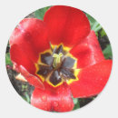 Search for red tulip flower stickers Floral