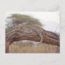Search for african tree postcards Big cat