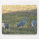 Search for sandhill electronics Nature