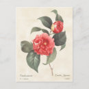 Search for camellia postcards Nature
