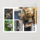 Search for strays postcards Cats